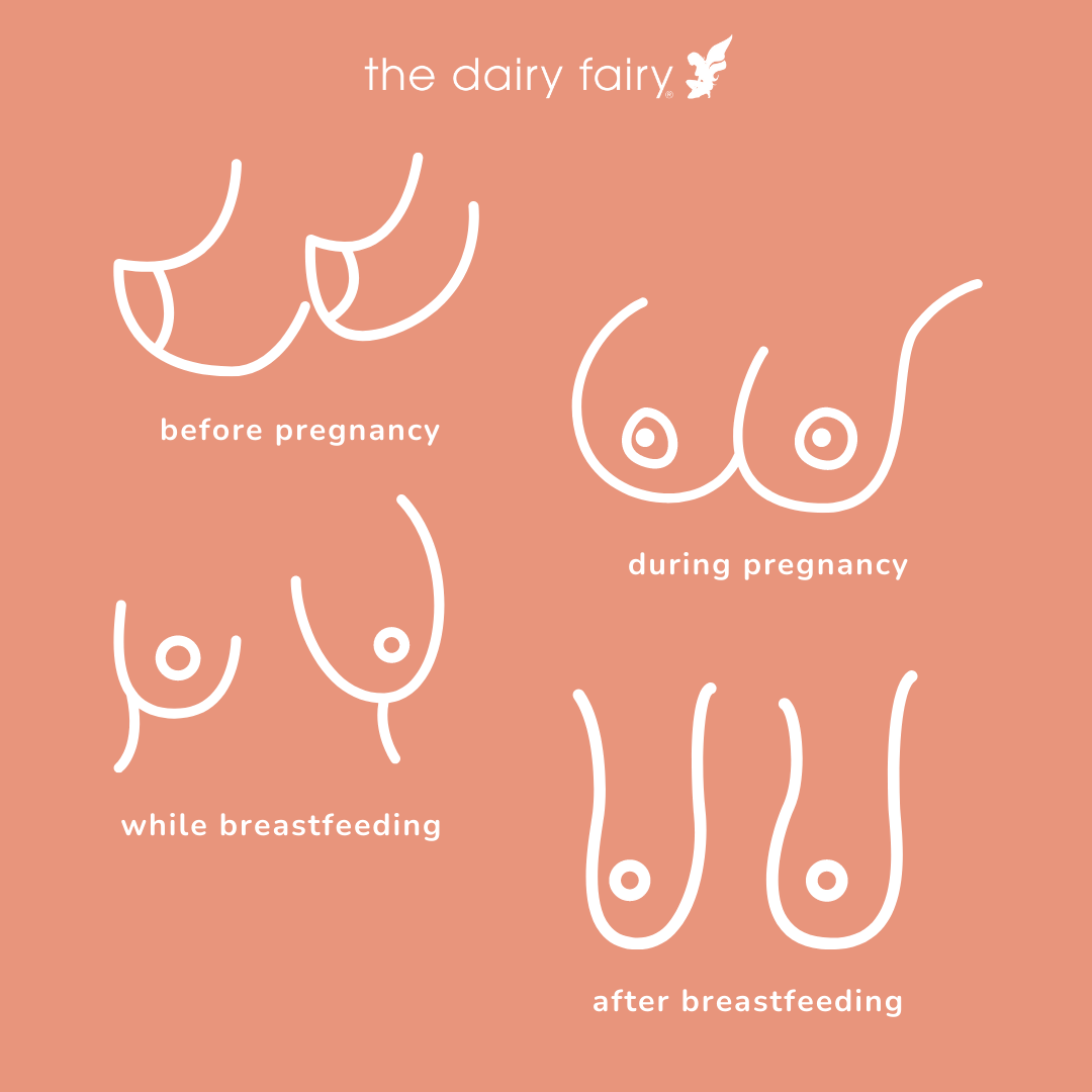 the dairy fairy - the dairy fairy guide - breastfeeding - pregnancy
